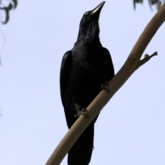 Corvus coronoides at Acton, ACT - 4 Jun 2018