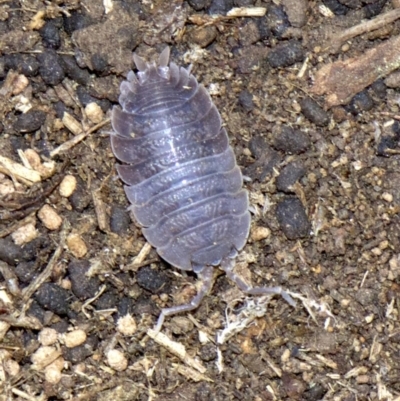 Porcellio scaber (Common slater) at Acton, ACT - 30 May 2018 by jbromilow50