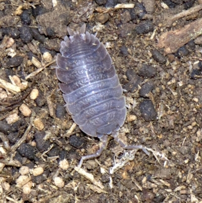 Porcellio scaber (Common slater) at Acton, ACT - 30 May 2018 by jb2602