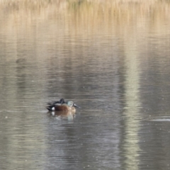 Spatula rhynchotis at Fyshwick, ACT - 28 May 2018