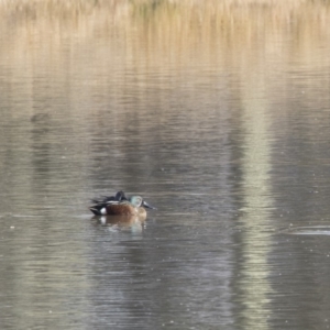 Spatula rhynchotis at Fyshwick, ACT - 28 May 2018