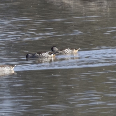 Malacorhynchus membranaceus (Pink-eared Duck) at Fyshwick, ACT - 25 May 2018 by AlisonMilton