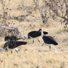 Threskiornis spinicollis (Straw-necked Ibis) at Fyshwick, ACT - 25 May 2018 by AlisonMilton