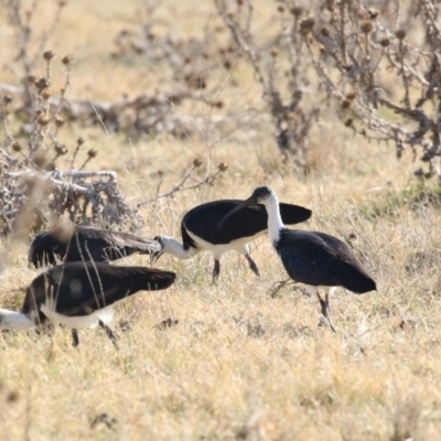 Threskiornis spinicollis (Straw-necked Ibis) at Fyshwick, ACT - 25 May 2018 by AlisonMilton