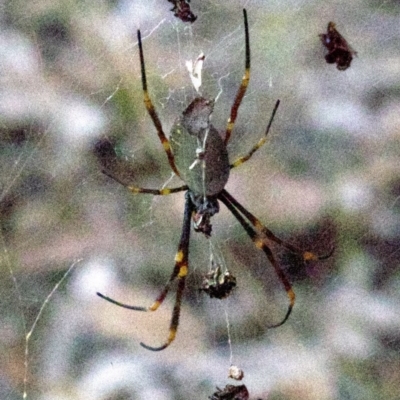 Nephila plumipes (Humped golden orb-weaver) at Undefined - 1 Jun 2018 by jbromilow50