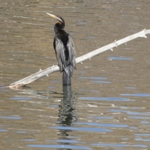 Anhinga novaehollandiae at Campbell, ACT - 25 May 2018