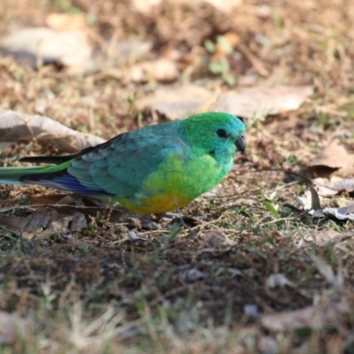 Psephotus haematonotus (Red-rumped Parrot) at Mount Ainslie to Black Mountain - 25 May 2018 by AlisonMilton