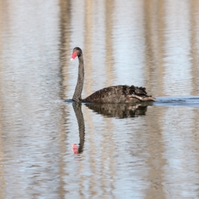 Cygnus atratus (Black Swan) at Campbell, ACT - 25 May 2018 by AlisonMilton