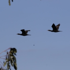 Phalacrocorax sulcirostris at Campbell, ACT - 25 May 2018