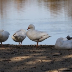 Anser anser (Greylag Goose (Domestic type)) at Campbell, ACT - 25 May 2018 by AlisonMilton