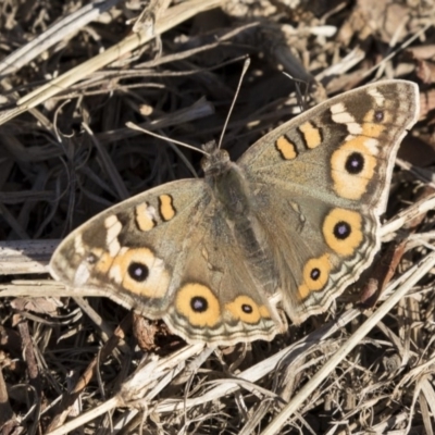 Junonia villida (Meadow Argus) at Campbell, ACT - 25 May 2018 by Alison Milton