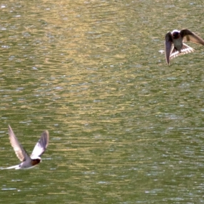 Hirundo neoxena (Welcome Swallow) at Undefined - 1 Jun 2018 by jbromilow50