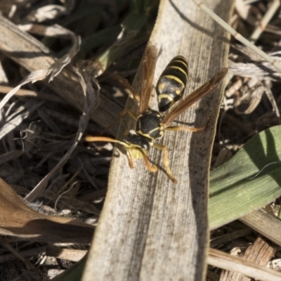 Polistes (Polistes) chinensis (Asian paper wasp) at Campbell, ACT - 25 May 2018 by AlisonMilton