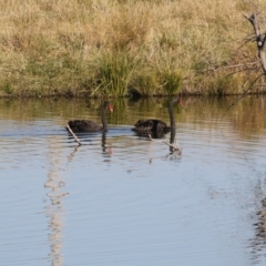 Cygnus atratus (Black Swan) at Campbell, ACT - 25 May 2018 by AlisonMilton