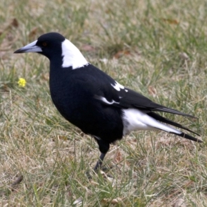 Gymnorhina tibicen at Acton, ACT - 4 Jun 2018