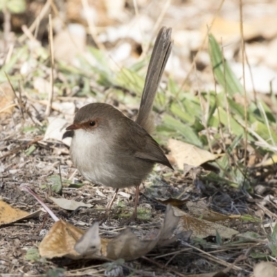 Malurus cyaneus (Superb Fairywren) at Campbell, ACT - 25 May 2018 by Alison Milton