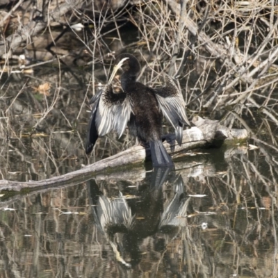 Anhinga novaehollandiae (Australasian Darter) at Campbell, ACT - 25 May 2018 by Alison Milton