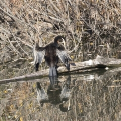 Anhinga novaehollandiae at Campbell, ACT - 25 May 2018 02:55 PM