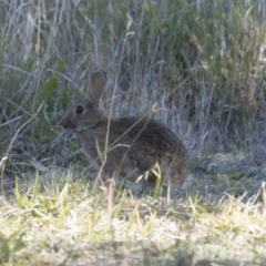 Oryctolagus cuniculus (European Rabbit) at Mount Ainslie to Black Mountain - 25 May 2018 by AlisonMilton