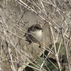 Malurus cyaneus (Superb Fairywren) at Campbell, ACT - 25 May 2018 by Alison Milton