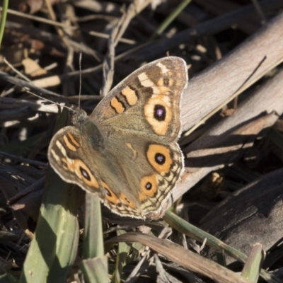 Junonia villida (Meadow Argus) at Jerrabomberra Wetlands - 25 May 2018 by Alison Milton