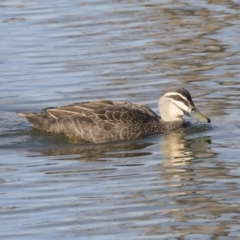 Anas superciliosa at Barton, ACT - 25 May 2018 03:26 PM