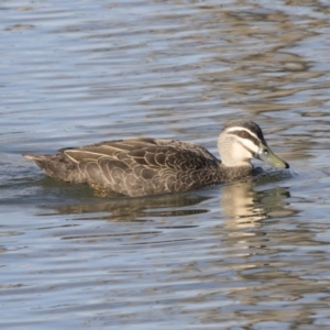 Anas superciliosa at Barton, ACT - 25 May 2018