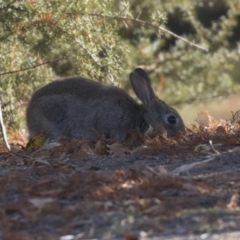 Oryctolagus cuniculus (European Rabbit) at Lake Burley Griffin Central/East - 25 May 2018 by AlisonMilton