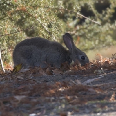 Oryctolagus cuniculus (European Rabbit) at Barton, ACT - 25 May 2018 by Alison Milton