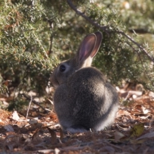 Oryctolagus cuniculus at Barton, ACT - 25 May 2018