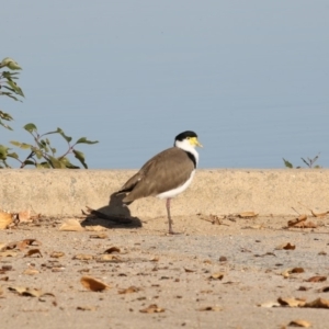 Vanellus miles at Barton, ACT - 25 May 2018