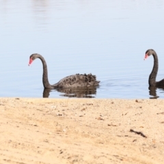 Cygnus atratus (Black Swan) at Barton, ACT - 25 May 2018 by AlisonMilton