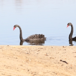 Cygnus atratus at Barton, ACT - 25 May 2018