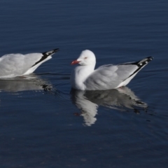 Chroicocephalus novaehollandiae (Silver Gull) at Barton, ACT - 25 May 2018 by AlisonMilton