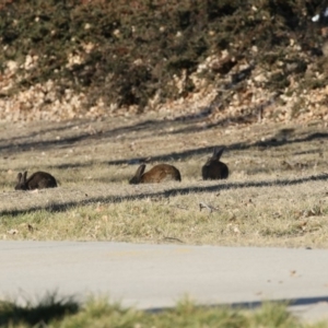 Oryctolagus cuniculus at Parkes, ACT - 25 May 2018