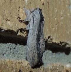 Destolmia lineata (Streaked Notodontid Moth) at Pollinator-friendly garden Conder - 2 Jan 2018 by michaelb