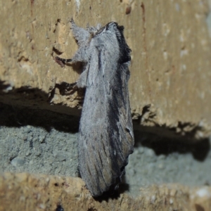 Destolmia lineata at Conder, ACT - 3 Jan 2018