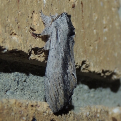 Destolmia lineata (Streaked Notodontid Moth) at Pollinator-friendly garden Conder - 2 Jan 2018 by michaelb