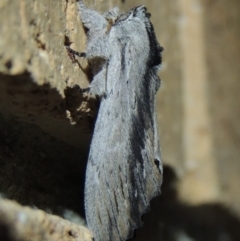 Destolmia lineata at Conder, ACT - 3 Jan 2018