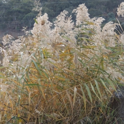 Phragmites australis (Common Reed) at Campbell, ACT - 28 May 2018 by MichaelBedingfield
