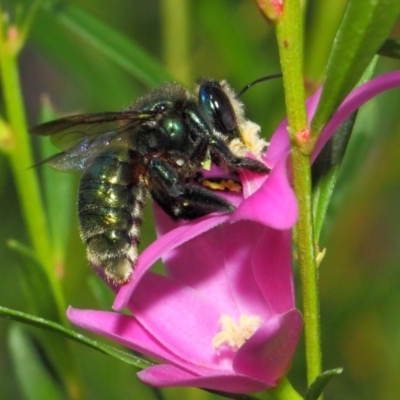 Xylocopa (Lestis) aerata (Golden-Green Carpenter Bee) at Acton, ACT - 3 May 2018 by TimL