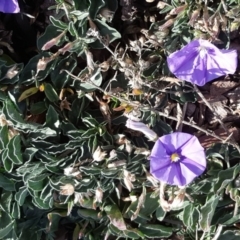 Convolvulus sabatius (Blue Rock Bindweed) at Mount Ainslie to Black Mountain - 7 Jun 2018 by Mike