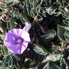 Convolvulus sabatius at Parkes, ACT - 7 Jun 2018