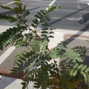 Robinia pseudoacacia at Canberra, ACT - 7 Jun 2018 01:53 PM