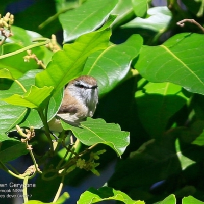 Gerygone mouki (Brown Gerygone) at Undefined - 27 Apr 2017 by Charles Dove