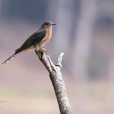 Cacomantis flabelliformis (Fan-tailed Cuckoo) at Meroo National Park - 25 Apr 2017 by CharlesDove