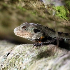 Intellagama lesueurii howittii (Gippsland Water Dragon) at Undefined - 27 Apr 2017 by CharlesDove