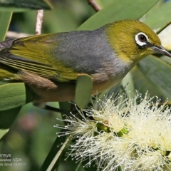 Zosterops lateralis (Silvereye) at Garrads Reserve Narrawallee - 23 Apr 2017 by CharlesDove