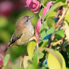 Acanthiza lineata (Striated Thornbill) at Undefined - 27 Apr 2017 by CharlesDove