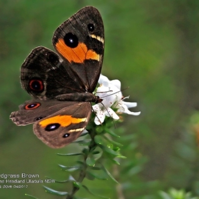 Tisiphone abeona (Varied Sword-grass Brown) at Ulladulla - Warden Head Bushcare - 23 Apr 2017 by Charles Dove